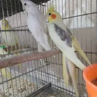 عروس هلندی دوکت