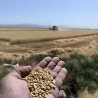 گندم دیم آذر 2 بوجاری شده