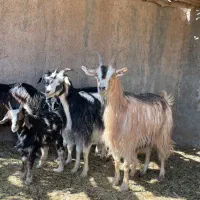 بز.بزغاله.بز دوقول