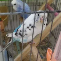 مرغ عشق با تخم به شرط جوجه