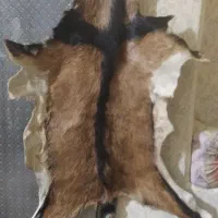 خز  سالم بدون ایراد