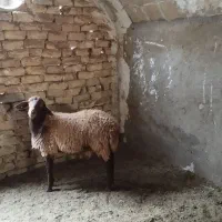 همو هترو|حیوانات مزرعه|کاشان, کوی اداره گاز|دیوار