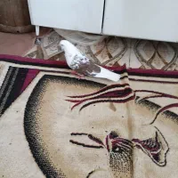 نر دوکت آلوچه ایی