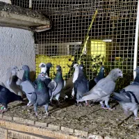 کفتر پلاکی|پرنده|شیراز, کوزه گری|دیوار