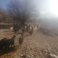 باسلام فروش 80 راس تیشتر بز وکلرجوان