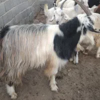 نر چبش چاق شیر مست سه عدد|حیوانات مزرعه|فاضل آباد, |دیوار