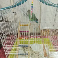 طوطی برزیلی