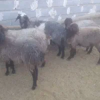 قوچوبره نر مهربان اصیل|حیوانات مزرعه|شیرین‌سو, |دیوار