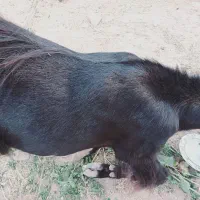 گم شده کسی دیدخبربده