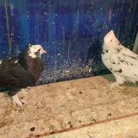 جوجه هما سرور   وسرور نر وطوقی