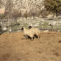 شک ورن /بدره|حیوانات مزرعه|بدره, |دیوار