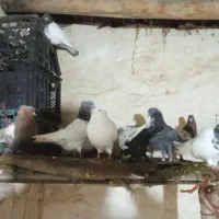 یک لانه کبوتر|پرنده|چهاربرج, |دیوار