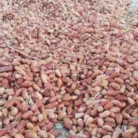 سنجد پاک شده تازه امسال
