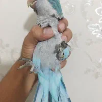 راهب