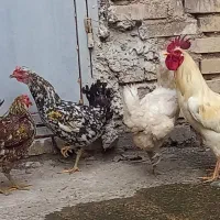 خروس