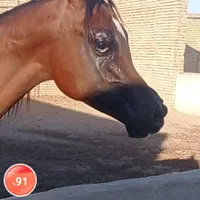 خرید و فروش اسب های زیبایی و کورسی