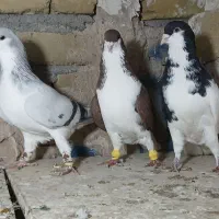 کفترای رنگی پرنده