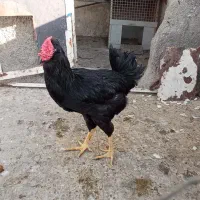 خروس گلین