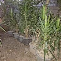 یوکا و سیکاس