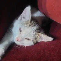 واگزاری گربه ۲ ماهه ماده