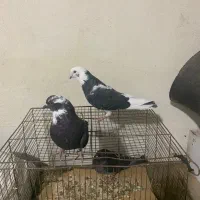 کبوتر|پرنده|رودبار, |دیوار