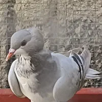 یک جفت کفتر نروماده|پرنده|شیراز, شهرک گلها|دیوار