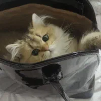 گربه بیریتیش لانگ هیر|گربه|قم, شهرک قدس|دیوار