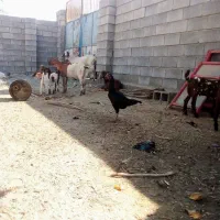 مرغ لاری|حیوانات مزرعه|شمیل, |دیوار