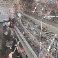 قفس مرغ تخمگذار|لوازم جانبی حیوانات|بروجرد, |دیوار
