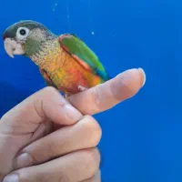 طوطی گرینچیک رنگ خاص ردچیک سانچیک پیرلی و فول سرخ