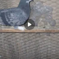 کفترگمشده تخم داره