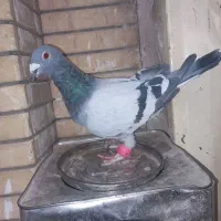 کبوتر سبز آلمانی وپولکی یه جفت روی تخم|پرنده|مشهد, کوی المهدی|دیوار