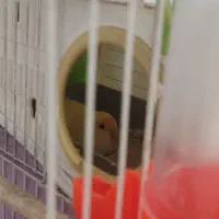 طوطی کوتوله|پرنده|مشهد, تلگرد|دیوار