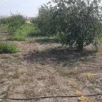 زمین باغی|فروش زمین و ملک کلنگی|بستان آباد, |دیوار