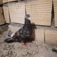 سارنر هفت رنگ