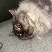 واگذاری گربه پرشین