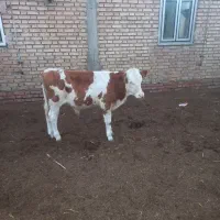 یک راس گوساله سیمینتال نر جنس شیر مست