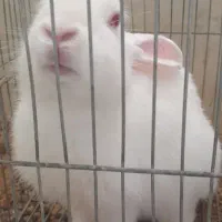 خرگوش سفید چشم یاقوتی