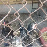 خروس جوان|حیوانات مزرعه|بندر امام خمینی, |دیوار