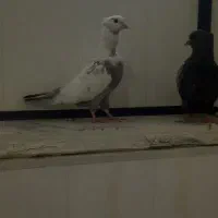 دمبی،چتن