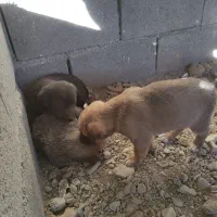 توله های بومی حسابی سالم ....|سگ|جعفرآباد, |دیوار