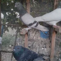 .شهری.سوسنی.سینه.ماده