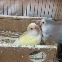 جفت مولد طوطی برزیلی -کوتوله|پرنده|شهرکرد, |دیوار