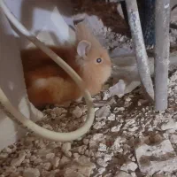 خرگوش لوپ طلایی جفت|موش و خرگوش|خواف, |دیوار