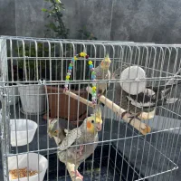 عروس هلندی ۵۰ روزه فروشی