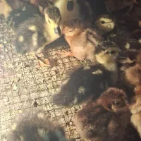 جوجه اوردک شوروی و جوجه بومی