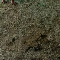 خاک کود گاوی خالص محلی