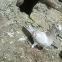 کبوتر فروشی