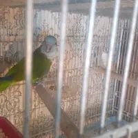 راهب مولد|پرنده|کرج, چمن|دیوار