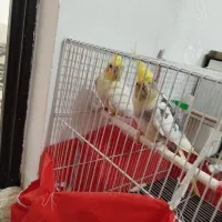 یک جفت عروس